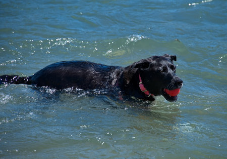 Black dog playing with a ball in riverの写真素材