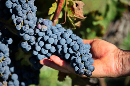 Woman's hand holding bunch of red grapes in vineyard