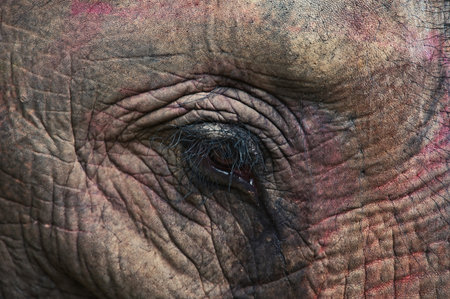 Closeup of elephant's eye in Chitwan National Park, Nepalの写真素材
