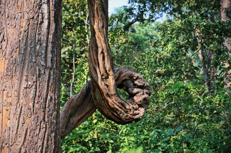 Tree with twisted branch in Chitwan National Park, Nepalの写真素材