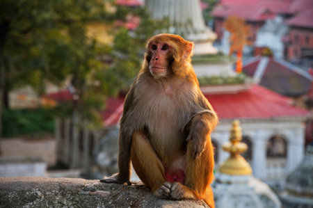 Monkey climbing the wall of Buddhist shrine above Kathmandu city in Nepal