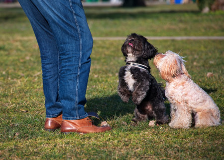 Unrecognizable man trains a pair of cute little dogs in a park