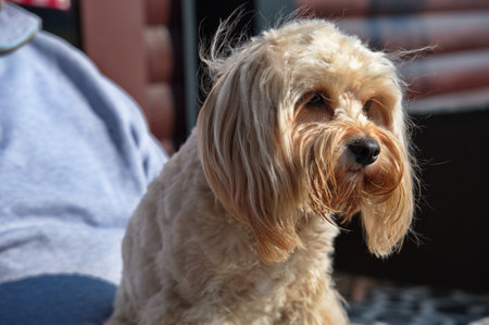 Portrait of cute little poodle mix puppy in her owner lapの写真素材