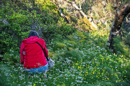 Rear view of senior woman kneeling in a meadow and taking photo of flowersの写真素材