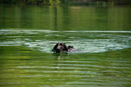 Flat coated retriever swimming in lakeの写真素材