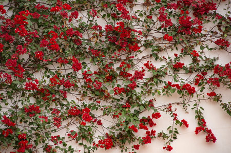 Beautiful red flower against white background