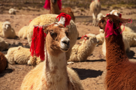 Group of alpacas on Pampa Canahuas in Peruの写真素材