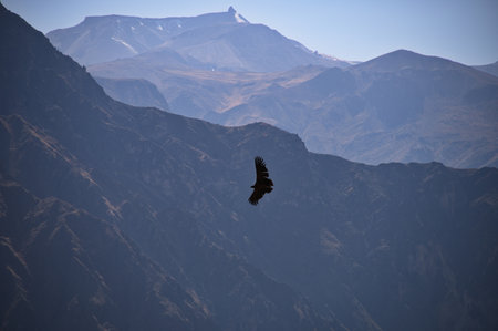Condor flying near Cruz Del Condor viewpoint in Colca canyon, Peru