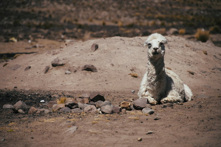 Portrait of alpaca on Pampa Canahuas in Peruの写真素材