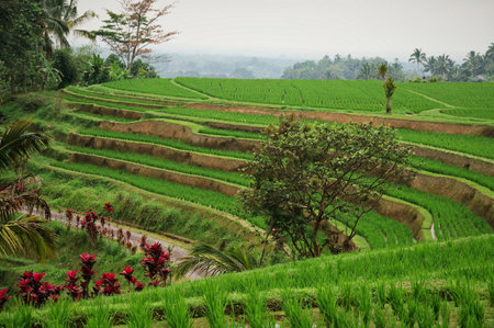 Rice fields in Indonesia with beautiful flowers in frontの写真素材