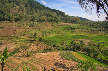 Scenic view of beautiful rice fields in Indonesia