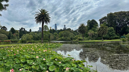Melbourne skyline from Botanical gardenの写真素材