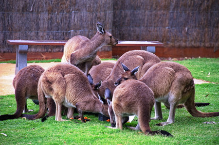 A group of kangaroos in a zooの写真素材