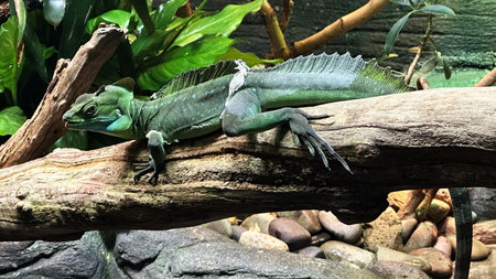 Portrait of the lizard in the zooの写真素材