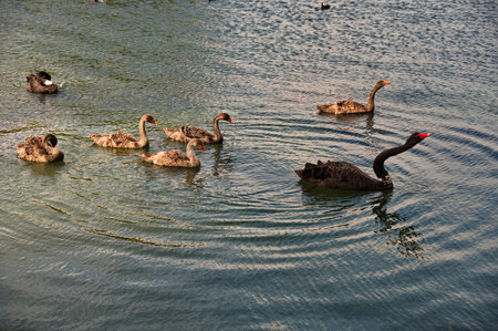 Flock of black swans swimming in a lake