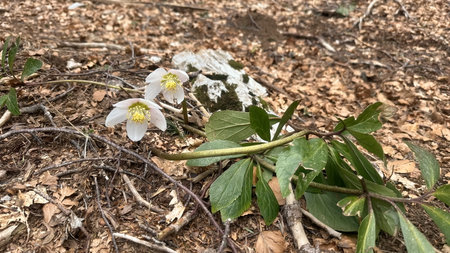 Wild flower growing in the forestの写真素材
