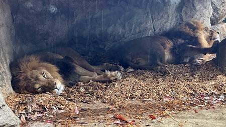 Two lions sleeping in the Zooの写真素材