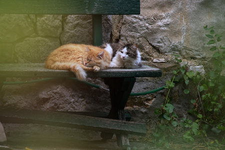 Pair of cats lying on the bench in backyard of stone houseの写真素材