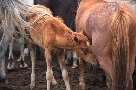 A little foal suckling a mare in Kyrgyzstanの写真素材