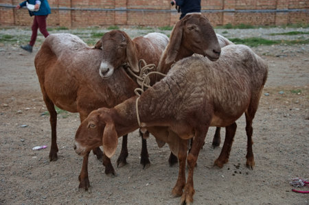 Group of goats on Animal market in Kyrgyzstanの写真素材