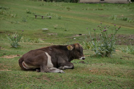Cow lying down in the meadowの写真素材