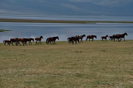 Herd of horses grazing in Kyrgyzstan plainの写真素材