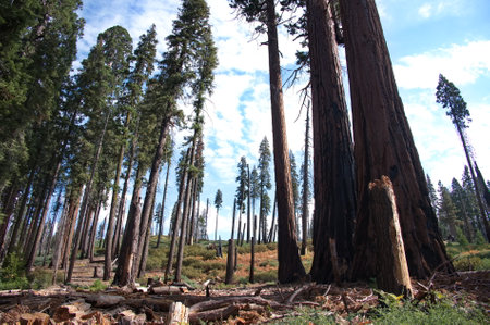 Redwood forest in Sequoia National Park, United Statesの写真素材