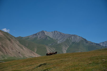 Herd of cows near Tash Rabat in Kyrgyzstanの写真素材