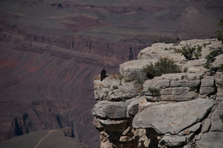 Scenic landscape of Grand Canyon with bird on the rockの写真素材