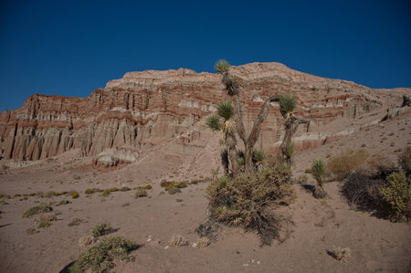 Scenic view of Red Rock Canyon State Park with Joshua tree in frontの写真素材