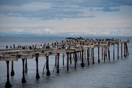 Old, weathered pier extending into a body of water, covered with a large number of seabirdsの写真素材