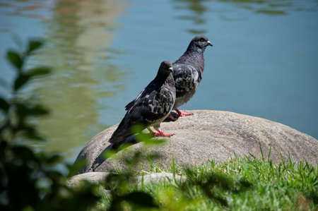 Pair of pigeons on the rock near the lakeの写真素材