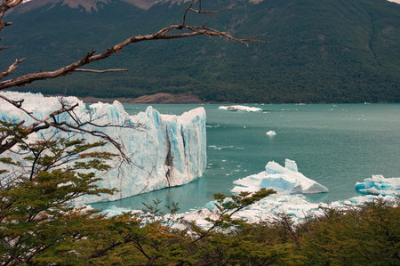 Massive glacier Perito Moreno in Patagonia, Argentina through the branchesの写真素材