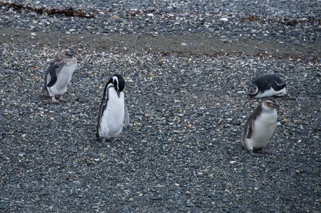 Group of Magellan penguins on the beach in Beagle Channelの写真素材