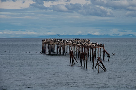 Old, weathered pier extending into a body of water, covered with a large number of seabirdsの写真素材