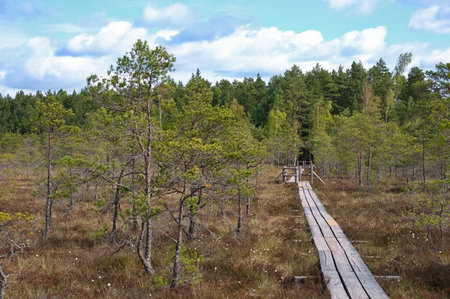 Boardwalk through the Latvian swampの写真素材