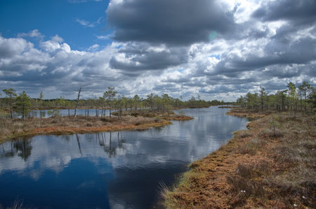 Scenic view of the pool in Latvia swampの写真素材
