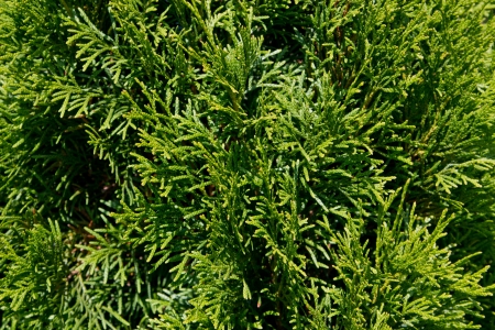 background of the branches of pine treeの写真素材