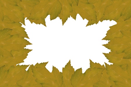 Frame from leaves of a tree on a white backgroundの写真素材