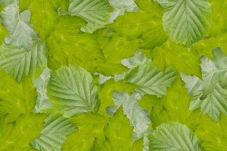 background from leaves of different treesの写真素材