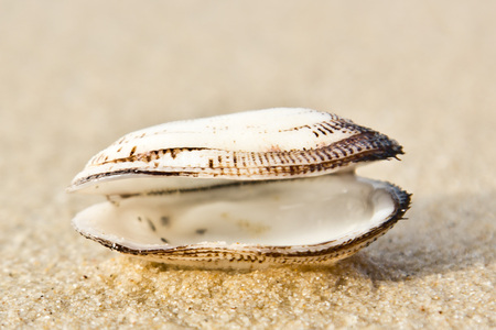shell on the sandの写真素材