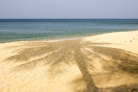 the shadow of the palm treeの写真素材
