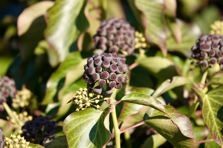 Purple ripe berries of common ivyの写真素材