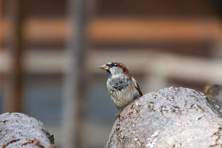 Close-up photo of House Sparrow sitting on a wooden logの写真素材