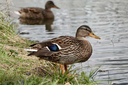 Solo female duck beside on green grass on the shore of the pond. Brown mallard duck standing in...