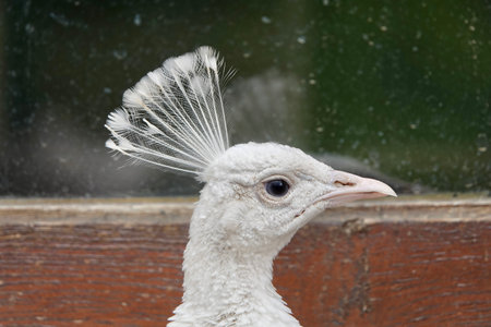 A close-up shot of the head of beautiful male white common peafowl looking into camera. High quality photoの写真素材