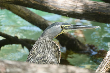 Bare throated tiger heron stalking prey in water between roots and branches of tree in Mexico. High...