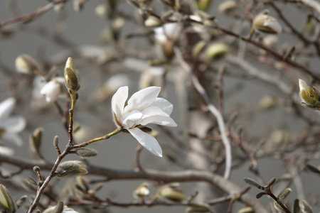 White magnolia blossoms close-up. Around March, large white flowers bloom upward before the leaves come out. Scientific name is Magnolia denudata. High quality photoの写真素材