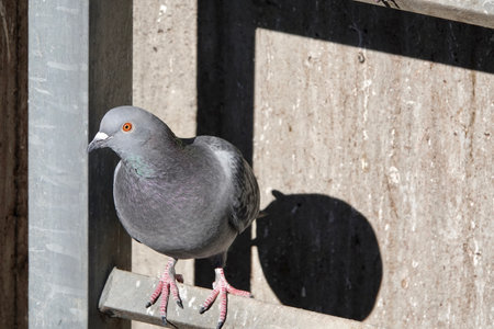 Pigeon takes a rest on on a ladder on a sunny day. Concrete wall in the background. Pigeon looking directly into the camera. High quality photoの写真素材