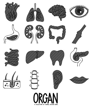 Human organs Doodle vector icon set. Drawing sketch illustration hand drawn line.のイラスト素材